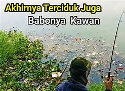 Cara Mancing Ikan Patin Liar